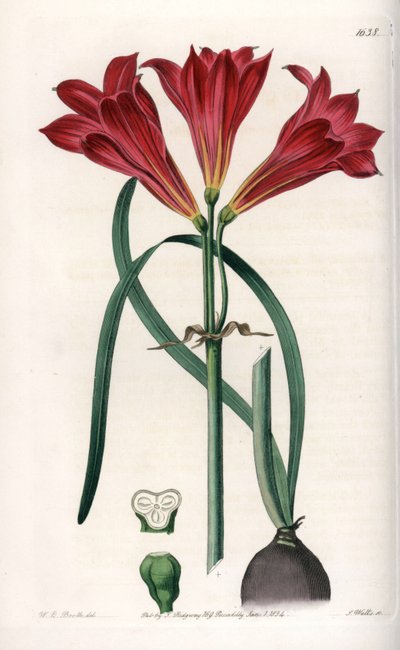 Rodophiale bifide - Grawerowana tablica autorstwa S.Wattsa, na podstawie ilustracji Sarah Anne Drake (1803-1857), z rejestru botanicznego Sydenham Edwards (1768-1819), Anglia autorstwa Sydenham Teast Edwards