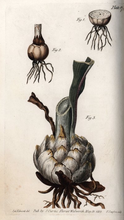 Korzeń i bulwa lilii. Kolorowa miedzioryt, ilustracja Sydenham Edwards (1768-1819) dla Konferencji Botanicznej, Ogród Botaniczny Lambeth (Anglia) autorstwa Sydenham Teast Edwards