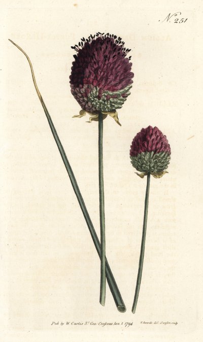 Czosnek okrągłogłowy, Allium sphaerocephalon (Allium descendens, garliczka purpurowogłowa). Ręcznie kolorowany miedzioryt wykonany przez Sansoma na podstawie ilustracji Sydenhama Edwardsa z "William Curtis