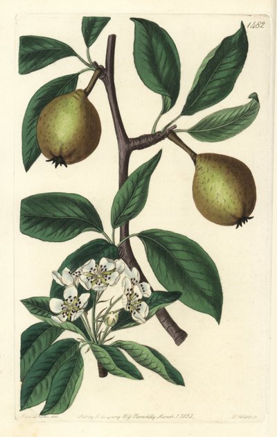 Gruszka szałwiowa - gruszka szałwiowa, Pyrus salviifolia (Pyrus salvifolia). Ręcznie barwiony miedzioryt autorstwa S. Wattsa według ilustracji Sarah Drake z Sydenham Edwards
