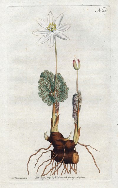 Sanguinaire du Canada - Litografia Sydenhama Edwardsa (1768-1819), płyta z magazynu botanicznego Williama Curtisa (1746-1799) autorstwa Sydenham Teast Edwards