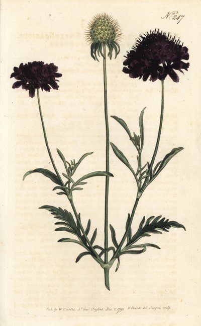 Świerzb ogrodowy - Świerzb słodki, Scabiosa atropurpurea. Ręcznie barwiony miedzioryt autorstwa Sansoma według ilustracji Sydenhama Edwardsa autorstwa Williama Curtisa Botanical Magazine, Londyn autorstwa Sydenham Teast Edwards