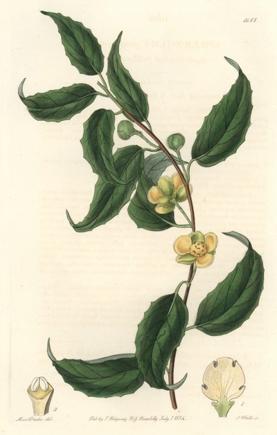Schisandra ma żółte kwiaty, pochodzi z Nepalu - Water forte autorstwa S. Wattsa z ilustracji Sarah Anne Drake (1803-1857), z rejestru botanicznego autorstwa Sydenham Teast Edwards