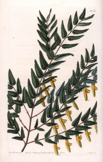 Scotia a gładkie gałązki - Talerz grawerowany przez S.Wattsa, z ilustracji Sarah Anne Drake (1803-1857), z rejestru botanicznego Sydenham Edwards (1768-1819), Anglia autorstwa Sydenham Teast Edwards