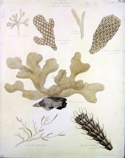 Muszle i flora morska (ołówek, długopis, tusz i akwarela na papierze) (patrz także 351984, 351985 i 351986) autorstwa Sydenham Teast Edwards
