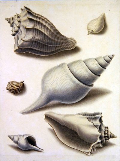 Muszle i flora morska (ołówek, długopis, tusz i akwarela na papierze) (zob. również 351984, 351985 i 351987) autorstwa Sydenham Teast Edwards