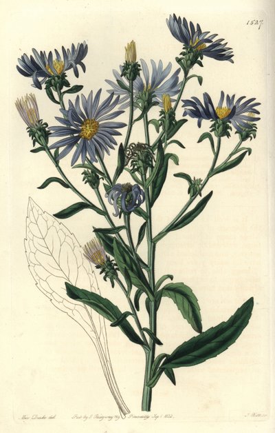 Ostry aster, Aster spectabilis. Ręcznie barwiony miedzioryt autorstwa S. Wattsa według ilustracji panny Sarah Drake z rejestru botanicznego Sydenham Edwards, Ridgeway, Londyn autorstwa Sydenham Teast Edwards