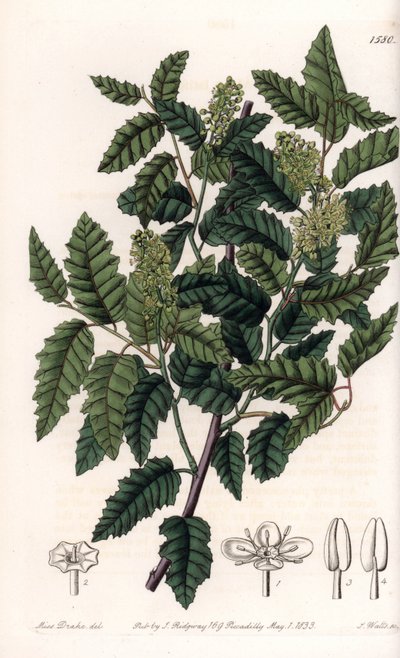Krzew Schinus latifolia, Pepper Variety - Talerz grawerowany przez S.Wattsa, z ilustracji Sarah Anne Drake (1803-1857), z rejestru botanicznego Sydenham Edwards (1768-1819), Anglia autorstwa Sydenham Teast Edwards