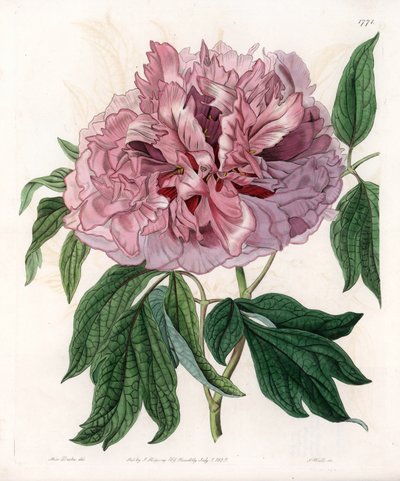 Piwonia krzewiasta lub piwonia owcza - Grawerowana tablica autorstwa S.Wattsa, z ilustracji Sarah Anne Drake (1803-1857), z rejestru botanicznego Sydenham Edwards (1768-1819), Anglia autorstwa Sydenham Teast Edwards