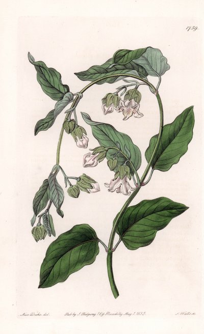 Jedwabnik Araujia - Talerz grawerowany przez S.Wattsa, z ilustracji Sarah Anne Drake (1803-1857), z rejestru botanicznego Sydenham Edwards (1768-1819), Anglia autorstwa Sydenham Teast Edwards