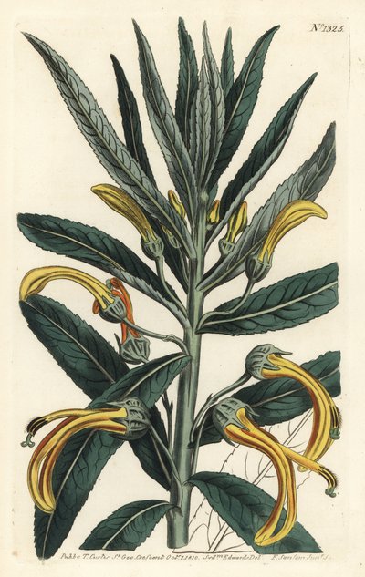 Siphocampylus giganteus, zagrożony (Lobelia olbrzymia, Lobelia gigantea). Ręcznie barwiony miedzioryt autorstwa F. Sansoma Jr. według ilustracji Sydenhama Edwardsa z magazynu botanicznego Williama Curtisa, T. Curtis, Londyn autorstwa Sydenham Teast Edwards