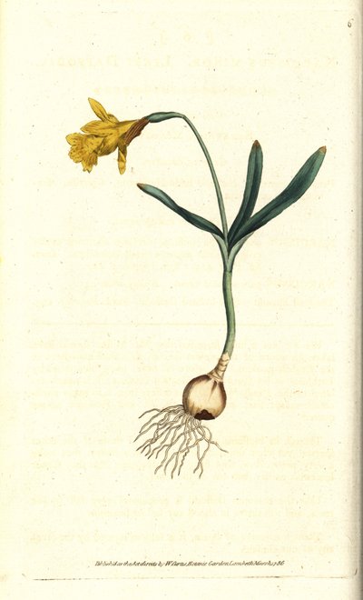 Narcyz mały - Najmniej narcyzów, Narcissus pseudonarcissus subsp. małoletni (Narcyz minor). Ręcznie kolorowany miedzioryt według ilustracji botanicznej autorstwa Jamesa Sowerby