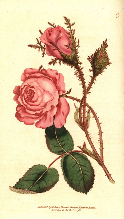 Róża musująca (róża musująca) - Różowy mech, Rosa centifolia f. muscosa (Rosa muscosa). Ręcznie kolorowany miedzioryt według ilustracji botanicznej z The Botanical Magazine Williama Curtisa, Lambeth Marsh, Londyn autorstwa Sydenham Teast Edwards