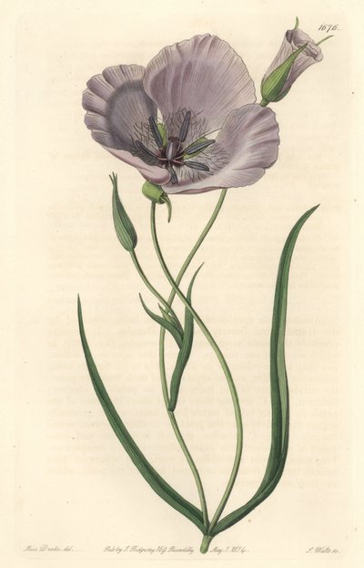 Splendid calochorte (splendid mariposa), pochodzący z Kalifornii - Satiny calochortus lub splendid mariposa lily, Calochortus splendens, Pochodzący z Kalifornii - Ręcznie barwiony miedzioryt S. Watts według ilustracji panny Drake, z Sydenham Edwar autorstwa Sydenham Teast Edwards