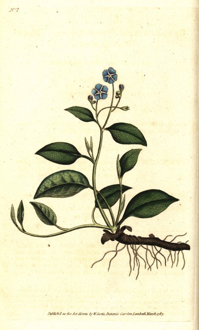 Wiosenny Omphalodes lub Printaniere Little Borage - Pnący navelwort, Omphalodes verna (niebieski navelwort, Cynoglossum omphalodes). Ręcznie kolorowany miedzioryt według ilustracji botanicznej autorstwa Jamesa Sowerby