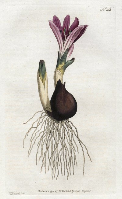 Spring bulbocode lub campanette - Litografia Sydenhama Edwardsa (1768-1819), z Botanical Magazine Williama Curtisa (1746-1799) autorstwa Sydenham Teast Edwards