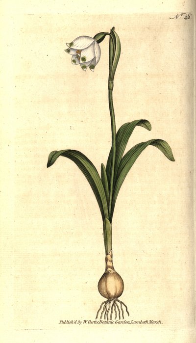 Poziom wiosenny lub Claudinette - Wiosenny płatek śniegu, Leucojum vernum. Ręcznie kolorowany miedzioryt według ilustracji botanicznej autorstwa Jamesa Sowerby