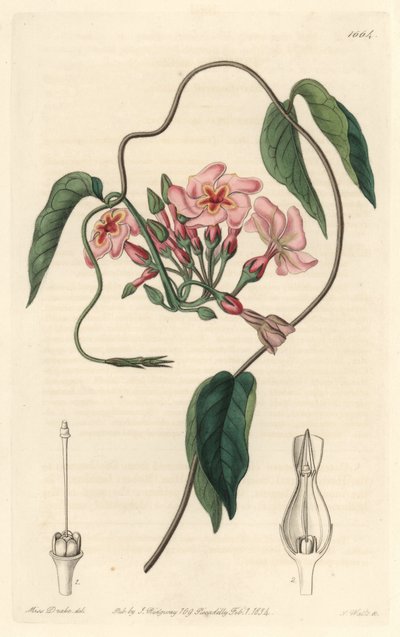 Gwiezdny echite, pochodzący z Brazylii - Water forte autorstwa S. Wattsa z ilustracji Sarah Anne Drake (1803-1857), z rejestru botanicznego autorstwa Sydenham Teast Edwards