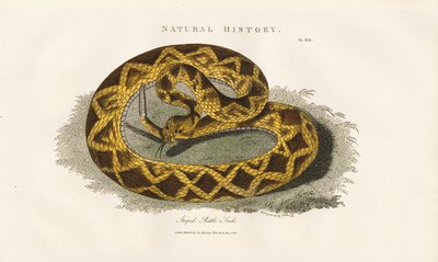 Grzechotnik paskowany autorstwa Sydenham Teast Edwards