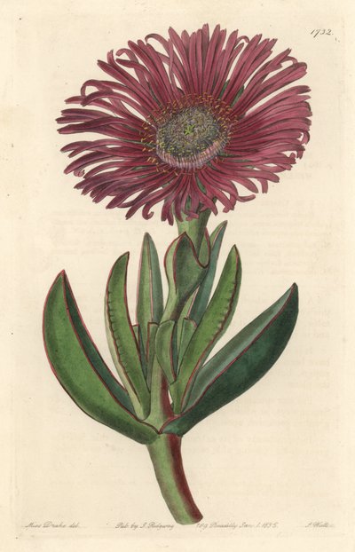 Sukulent Carpobrotus, pochodzący z Południowej Afryki - Strong Water autorstwa S. Wattsa z ilustracji Sarah Anne Drake (1803-1857), z Botanical Register autorstwa Sydenham Teast Edwards