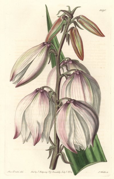 Znakomita juka - Water forte autorstwa S. Wattsa z ilustracji Sarah Anne Drake (1803-1857), z rejestru botanicznego autorstwa Sydenham Teast Edwards
