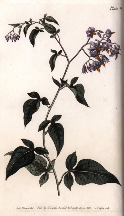 Słodko-gorzka lub słodko-gorzka wilcza jagoda. Kolorowa miedzioryt, ilustracja Sydenham Edwards (1768-1819) dla Konferencji Botanicznej, Ogród Botaniczny Lambeth (Anglia) autorstwa Sydenham Teast Edwards