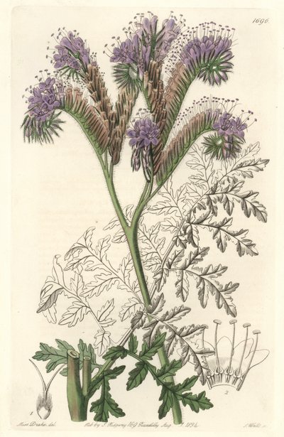 Facelia wrotyczowata, pochodząca z Kalifornii - Water forte autorstwa S. Wattsa z ilustracji Sarah Anne Drake (1803-1857), z rejestru botanicznego autorstwa Sydenham Teast Edwards