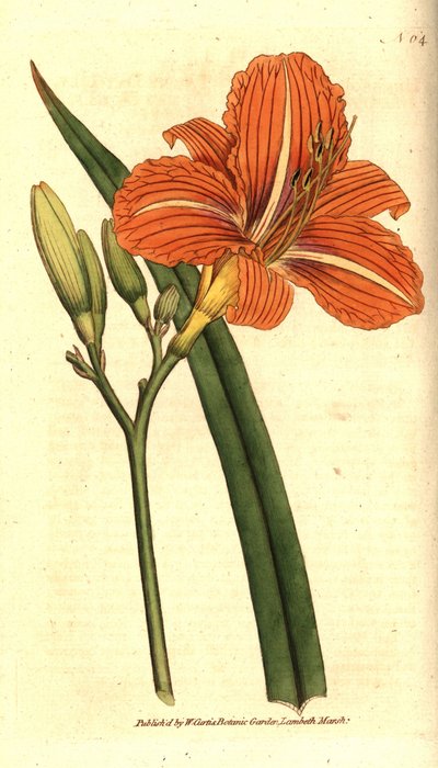 Liliowiec płowy, Hemerocallis fulva. Ręcznie kolorowany miedzioryt według ilustracji botanicznej z The Botanical Magazine Williama Curtisa, Lambeth Marsh, Londyn autorstwa Sydenham Teast Edwards