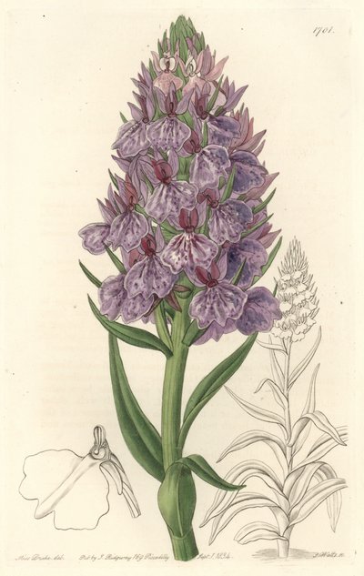 Storczyk naziemny, endemiczny dla wyspy Madeire - Water forte autorstwa S. Wattsa z ilustracji Sarah Anne Drake (1803-1857), z rejestru botanicznego autorstwa Sydenham Teast Edwards