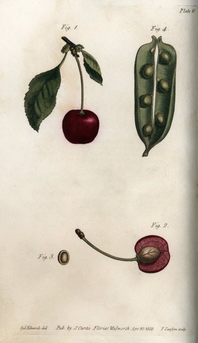 Owonia grochowa (roślinna) i fragment owocu wiśni (lub dzikiej wiśni lub ptaków). Kolorowa miedzioryt, ilustracja Sydenham Edwards (1768-1819) dla Konferencji Botanicznej, Ogród Botaniczny Lambeth (Anglia) autorstwa Sydenham Teast Edwards