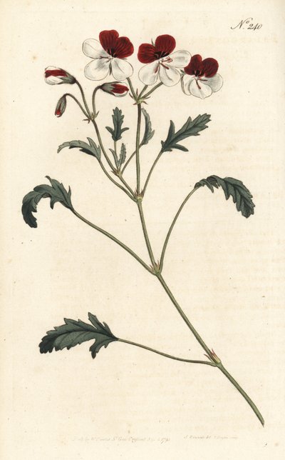 Żurawka trójbarwna, Pelargonium tricolor. Ręcznie kolorowany miedzioryt wykonany przez Sansoma na podstawie ilustracji Sydenhama Edwardsa w "William Curtis