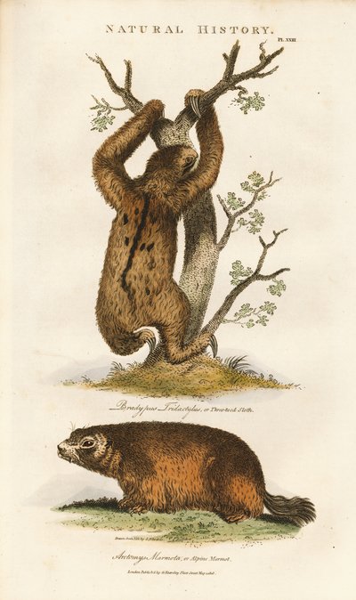 Leniwiec trójpalczasty i świstak alpejski autorstwa Sydenham Teast Edwards