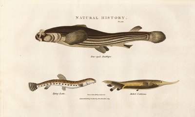 Trzy niezwykłe gatunki ryb autorstwa Sydenham Teast Edwards