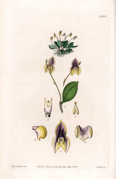 Trzy zęby Lepanthe - Talerz grawerowany przez S.Wattsa, z ilustracji Sarah Anne Drake (1803-1857), z rejestru botanicznego Sydenham Edwards (1768-1819), Anglia autorstwa Sydenham Teast Edwards