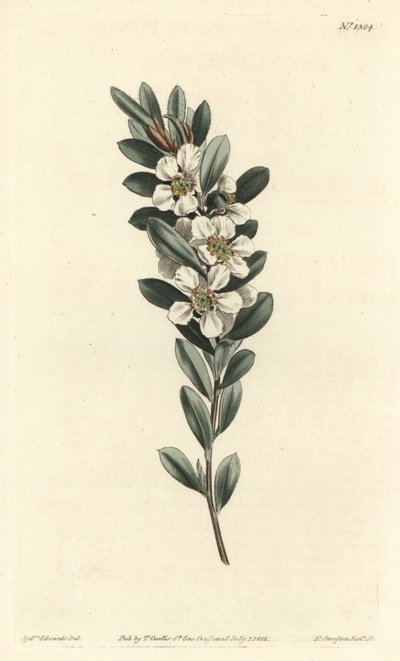 Mirt australijski - Przybrzeżne drzewo herbaciane, Leptospermum laevigatum (Smooth fabricia, Fabricia laevigata). Ręcznie barwiony miedzioryt autorstwa F. Sansoma Jr. według ilustracji Sydenhama Edwardsa z magazynu Botanical Magazine Williama Curtisa, T. C autorstwa Sydenham Teast Edwards