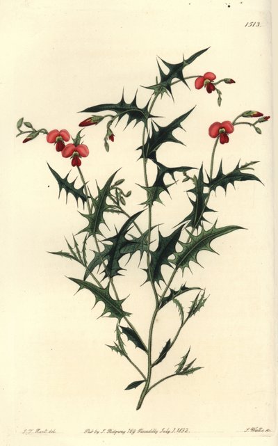 Chorozema trójkątna, Chorozema triangulare. Ręcznie barwiony miedzioryt autorstwa S. Wattsa według ilustracji J.T. Hart z rejestru botanicznego Sydenham Edwards, Ridgeway, Londyn autorstwa Sydenham Teast Edwards