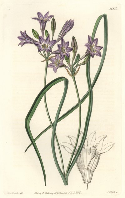 Triteleia ou brodiacea lache - Woda forte autorstwa S. Wattsa z ilustracji Sarah Anne Drake (1803-1857), z rejestru botanicznego autorstwa Sydenham Teast Edwards