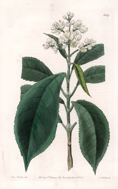 Turpinia Variete - Talerz grawerowany przez S.Wattsa, z ilustracji Sarah Anne Drake (1803-1857), z rejestru botanicznego Sydenham Edwards (1768-1819), Anglia autorstwa Sydenham Teast Edwards