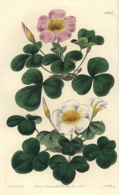 Szczawik zmienny, Oxalis variabilis (Oxalys purpurea). Ręcznie barwiony miedzioryt autorstwa S. Wattsa według ilustracji J.T. Hart z rejestru botanicznego Sydenham Edwards, Ridgeway, Londyn autorstwa Sydenham Teast Edwards