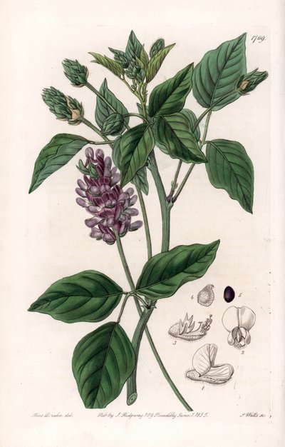 Variete de Psoralea - Grawerowana tablica autorstwa S.Wattsa, z ilustracji Sarah Anne Drake (1803-1857), z rejestru botanicznego Sydenham Edwards (1768-1819), Anglia autorstwa Sydenham Teast Edwards
