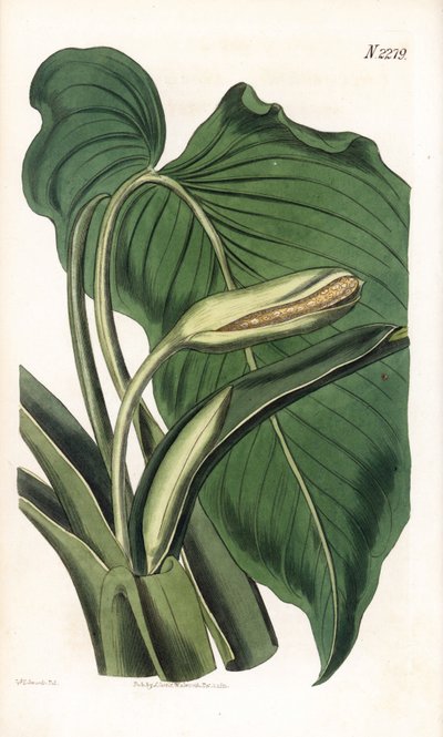 Variete de calla ou arum - Aromatic calla, Homalomena aromatica (Calla aromatica). Ręcznie kolorowany miedzioryt Weddella na podstawie ilustracji Sydenhama Edwardsa z "Botanical Magazine" Samuela Curtisa, Londyn. autorstwa Sydenham Teast Edwards