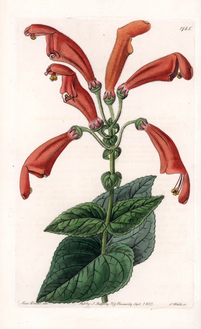 Variete de gesneria, kwiat w tubkach - Talerz rytowany przez S.Wattsa, na podstawie ilustracji Sarah Anne Drake (1803-1857), z rejestru botanicznego Sydenham Edwards (1768-1819), Anglia autorstwa Sydenham Teast Edwards