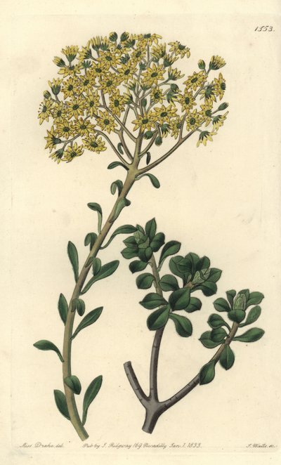 Variete de joubarb - Rojnik mieszkowy, Sempervivum villosum. Ręcznie barwiony miedzioryt autorstwa S. Wattsa według ilustracji panny Sarah Drake z rejestru botanicznego Sydenham Edwards, Ridgeway, Londyn autorstwa Sydenham Teast Edwards