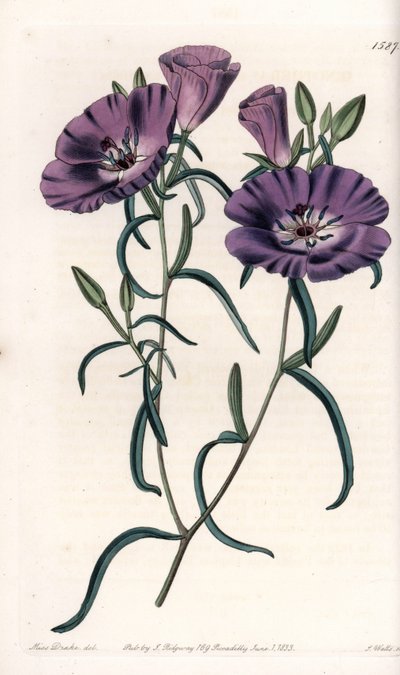 Odmiana Clarkii, pochodząca z Ameryki Południowej Grawerowane przez S.Wattsa, na podstawie ilustracji Sarah Anne Drake (1803-1857), z rejestru botanicznego Sydenham Edwards (1768-1819), Anglia autorstwa Sydenham Teast Edwards