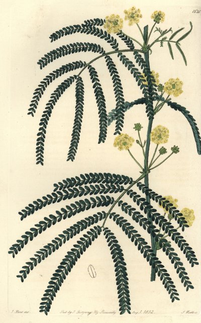 Odmiana akacji (lub cassier) - akacja liściasta, akacja pentadenia. Ręcznie barwiony miedzioryt autorstwa S. Wattsa wg ilustracji J. Harta z Sydenham Edwards
