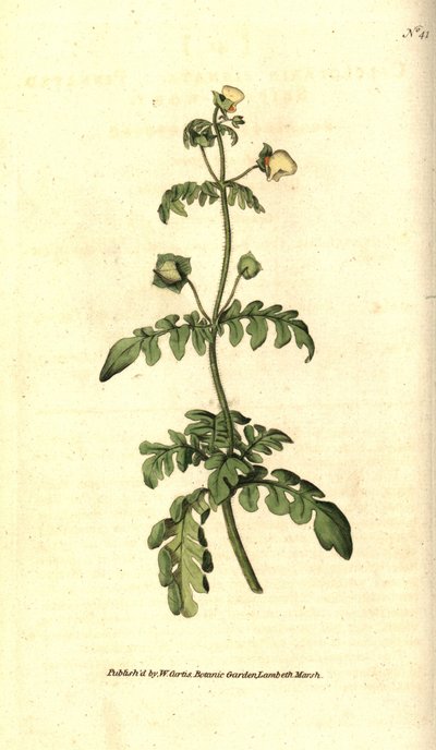 Odmiana Calceolar - Pantofelek pierzasty, Calceolaria pinnata. Ręcznie kolorowany miedzioryt według ilustracji botanicznej autorstwa Jamesa Sowerby