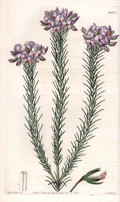 Odmiana gompholobium (rodzina roślin strączkowych), pochodząca z Australii - tabliczka rytowana przez S.Wattsa, z ilustracji Sarah Anne Drake (1803-1857), z rejestru botanicznego Sydenham Edwards (1768-1819), Anglia autorstwa Sydenham Teast Edwards