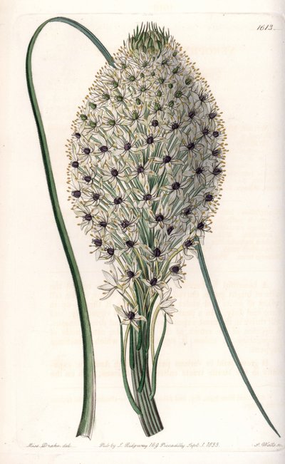 Variete of liliacee (Helonias asphodeloides) - rycina autorstwa S. Wattsa, z ilustracji Sarah Anne Drake (1803-1857), z rejestru botanicznego Sydenhama Edwardsa (1768-1819), Anglia autorstwa Sydenham Teast Edwards