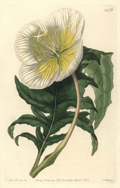 Odmiana wiesiołka lub trawy z osiołkiem lub wiesiołkiem - Biała wiesiołka, Oenothera anisoloba. Ręcznie barwiony miedzioryt autorstwa S. Wattsa według ilustracji Sarah Drake z Sydenham Edwards
