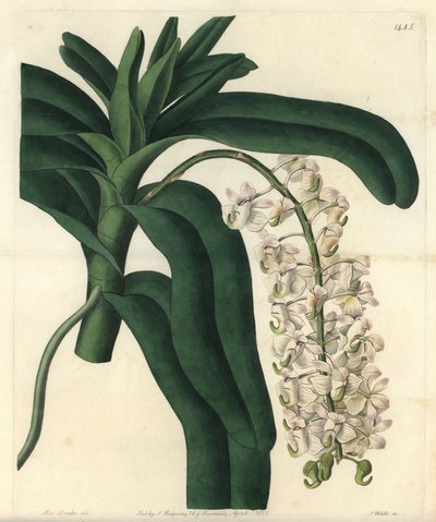 Odmiana epidendrum orchidei, znana jako maść jamajska - Lis storczyk szczotka lub rogatek, Aerides cornutum. Ręcznie kolorowany miedzioryt autorstwa S. Wattsa według ilustracji Sarah Drake z Sydenham Edwards